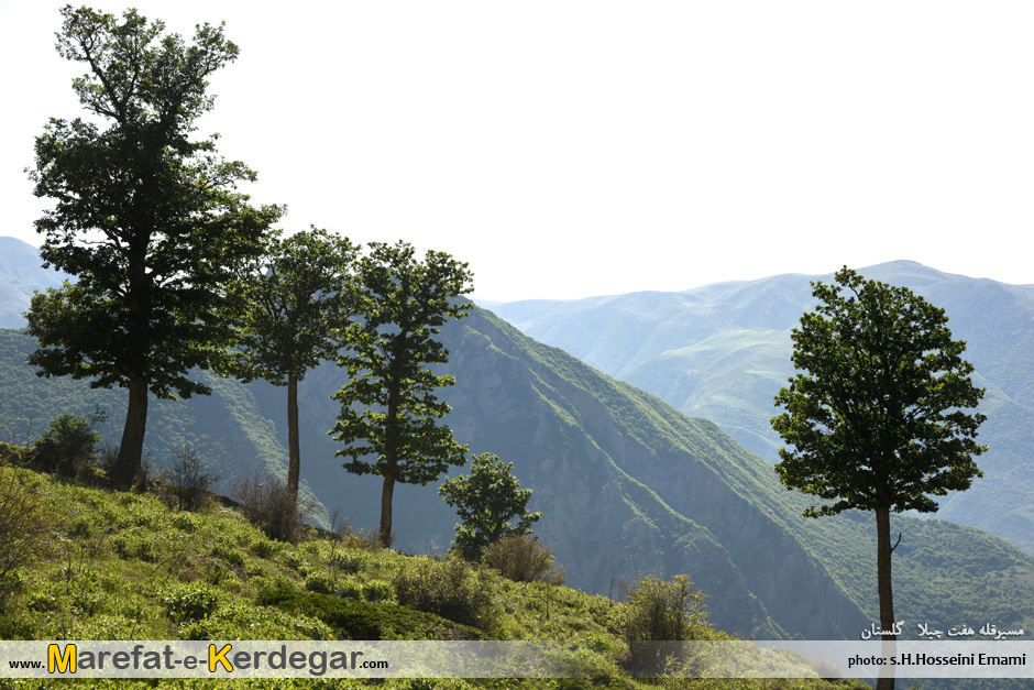 جنگل های ایران